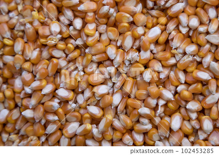 Close-up focus organic corn seed pattern texture Can be used as a background wallpaper Close-up focus organic corn seed pattern texture Can be used as a background wallpaper 102453285