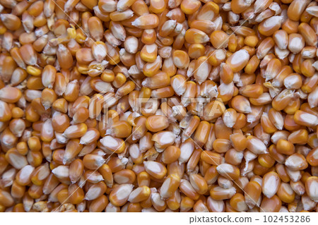 Close-up focus organic corn seed pattern texture Can be used as a background wallpaper 102453286