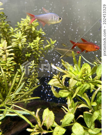水族館熱帶魚缸哥倫比亞紅鰭四 水族館熱帶魚缸哥倫比亞紅鰭四 102453329