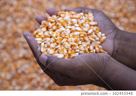 an agriculture concept in Corn seed hand an agriculture concept in Corn seed hand 102453348
