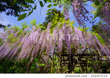 奈良春日大社、萬葉植物園、用廣角鏡頭仰望的紫藤花架 102453519