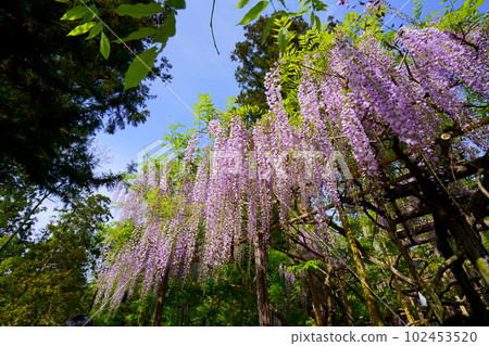 奈良春日大社、萬葉植物園、用廣角鏡頭仰望的紫藤花架 102453520