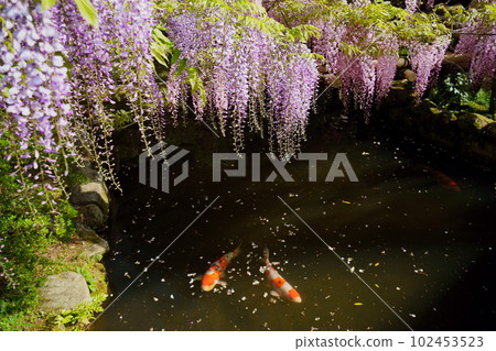 奈良春日大社、萬葉植物園、池塘里的紫藤花和鯉魚 102453523
