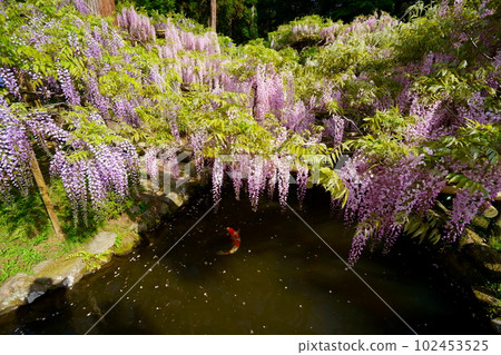 Nara Kasuga Taisha Shrine, Manyo Botanical Garden, wisteria flowers and carps in the pond Nara Kasuga Taisha Shrine, Manyo Botanical Garden, wisteria flowers and carps in the pond 102453525