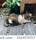 the lazy cat on the floor 102453557