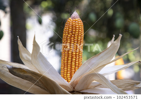 Agriculture harvest of organic Corn in Bangladesh Agriculture harvest of organic Corn in Bangladesh 102453571