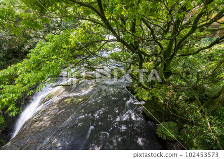 Beautiful scenery of Kikuchi Gorge when it was fresh green Beautiful scenery of Kikuchi Gorge when it was fresh green 102453573
