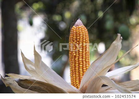Agriculture harvest of organic Corn in Bangladesh Agriculture harvest of organic Corn in Bangladesh 102453574
