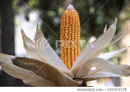 Agriculture harvest of organic Corn in Bangladesh Agriculture harvest of organic Corn in Bangladesh 102453576