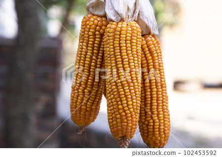 Agriculture harvest of organic Corn in Bangladesh Agriculture harvest of organic Corn in Bangladesh 102453592