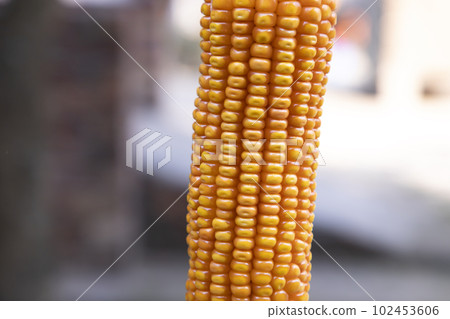 organic corn with a Shallow depth of field. selective Focus organic corn with a Shallow depth of field. selective Focus 102453606