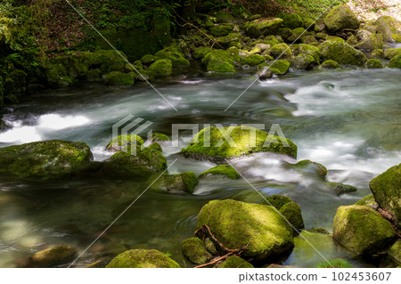 Beautiful scenery of Kikuchi Gorge when it was fresh green Beautiful scenery of Kikuchi Gorge when it was fresh green 102453607