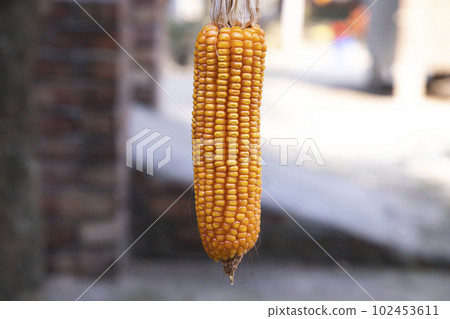organic corn with a Shallow depth of field. selective Focus organic corn with a Shallow depth of field. selective Focus 102453611