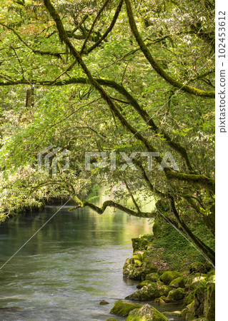 Beautiful scenery of Kikuchi Gorge when it was fresh green Beautiful scenery of Kikuchi Gorge when it was fresh green 102453612
