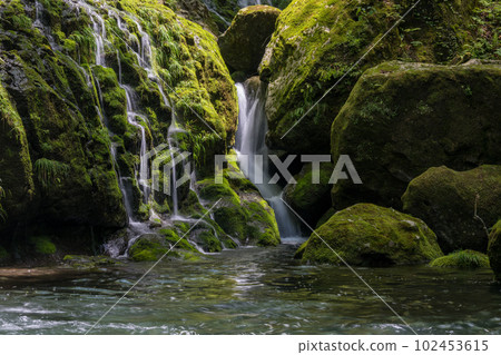 Beautiful scenery of Kikuchi Gorge when it was fresh green Beautiful scenery of Kikuchi Gorge when it was fresh green 102453615