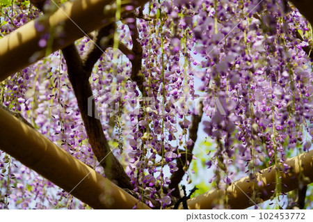 Nara Kasuga Taisha Shrine/Sand sand wisteria Nara Kasuga Taisha Shrine/Sand sand wisteria 102453772