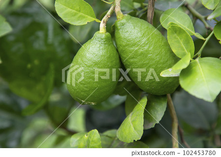 Fresh green raw lemon hinging in the Garden tree branch 102453780