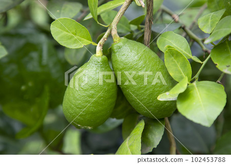 Fresh green raw lemon hinging in the Garden tree branch 102453788