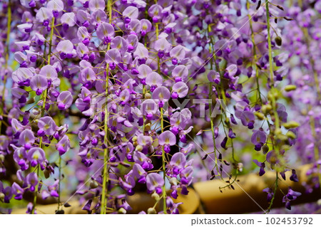 奈良春日大社/砂砂紫藤 102453792