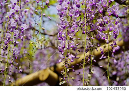 奈良春日大社/砂砂紫藤 102453960