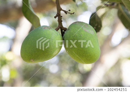 Fresh Raw Green Mango hinging In the Tree Branch. Selective Focus Fresh Raw Green Mango hinging In the Tree Branch. Selective Focus 102454251