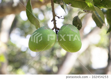Fresh Raw Green Mango hinging In the Tree Branch. Selective Focus 102454253