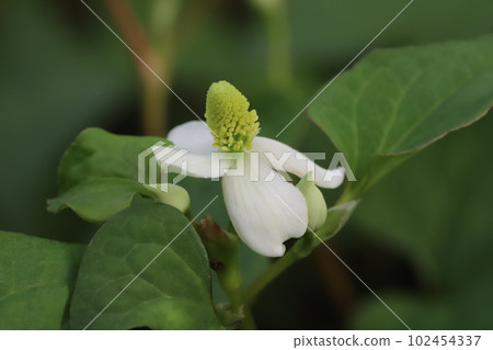 White flowers of Houttuynia cordata blooming in a corner of the spring garden White flowers of Houttuynia cordata blooming in a corner of the spring garden 102454337