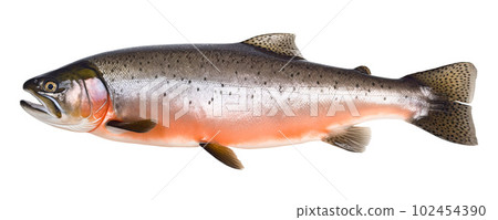 Salmon fish isolated on white background 102454390