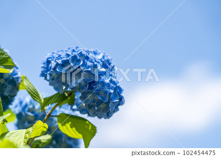 Refreshing blue sky and hydrangea in early summer 102454475