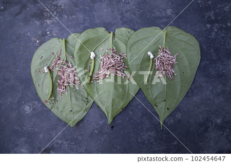 Decoration Green betel Leaf or pan on the concrete floor Decoration Green betel Leaf or pan on the concrete floor 102454647
