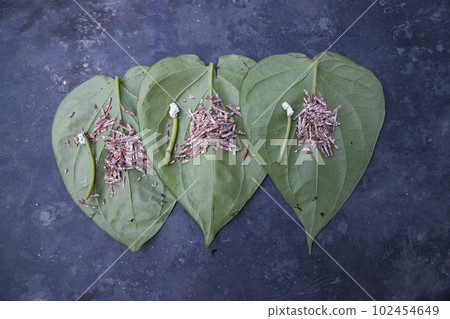 Decoration Green betel Leaf or pan on the concrete floor 102454649