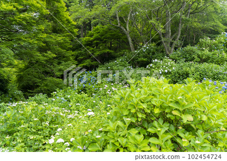 福知山觀音寺的繡球花 102454724