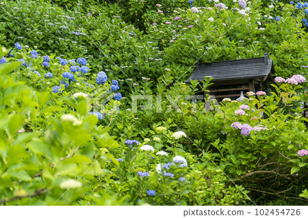 福知山觀音寺的繡球花 102454726