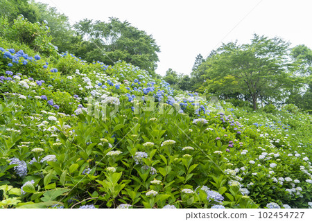 福知山觀音寺的繡球花 102454727
