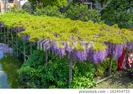 Wisteria trellis in Kameido Tenjin, Koto Ward, Tokyo 102454735