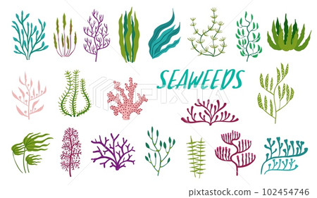 Underwater seaweed plants. Aquarium and sea algae. Laminaria, Codium and Nitella underwater plant, Kelp, Fucus and Phyllophora ocean or aquarium flora, isolated vector sea water plants, seaweed set Underwater seaweed plants. Aquarium and sea algae. Laminaria, Codium and Nitella underwater plant, Kelp, Fucus and Phyllophora ocean or aquarium flora, isolated vector sea water plants, seaweed set 102454746
