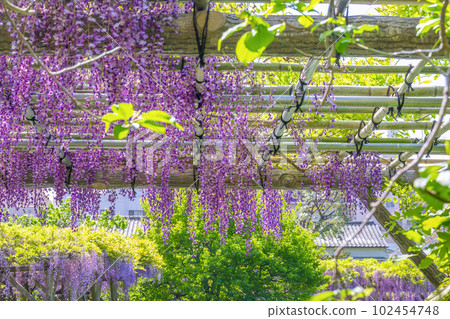 Wisteria trellis in Kameido Tenjin, Koto Ward, Tokyo Wisteria trellis in Kameido Tenjin, Koto Ward, Tokyo 102454748