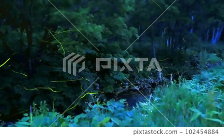 Light trails of fireflies dancing on the waterside in the mountains 102454884