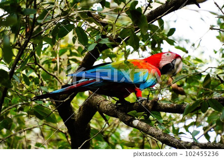 生動的鸚鵡 102455236