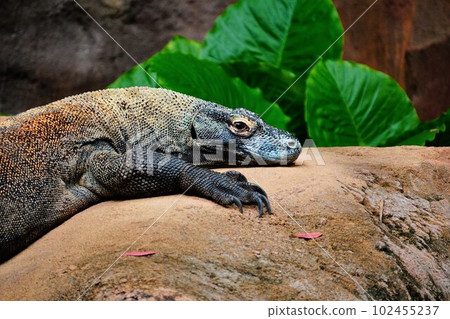 大蜥蜴 102455237