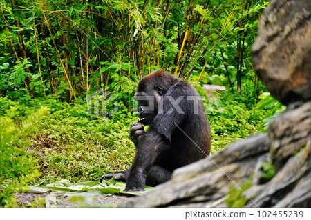 Gorilla Gorilla 102455239
