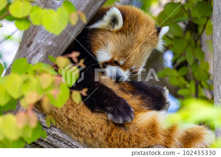 Sapporo Maruyama Zoo Red Panda 102455330