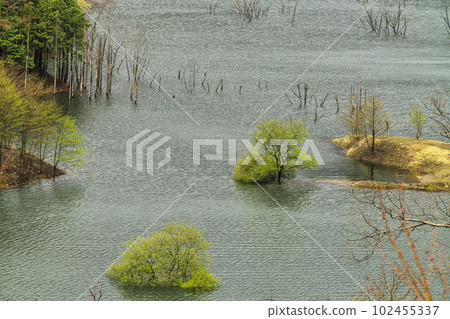 The submerged forest of Yunishigawa Dam Lake 102455337
