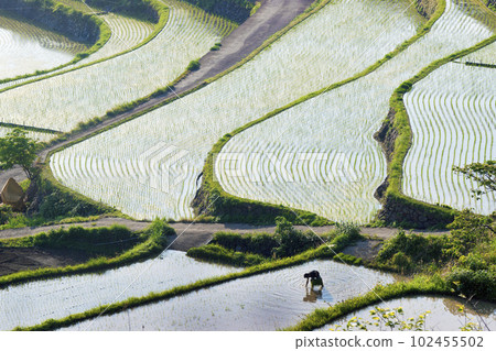 水稻梯田的風景 102455502