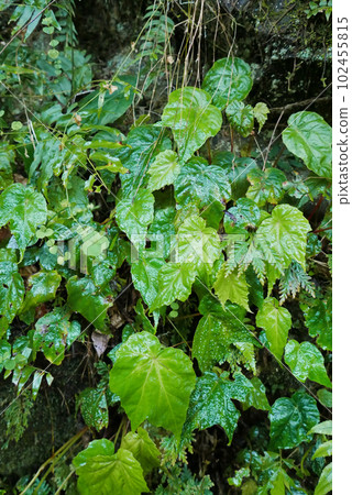 水鴨腳,秋海棠,台灣 水鴨腳,秋海棠,台灣 102455815