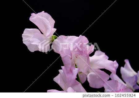 Pink sweet pea blooming in front of black background Pink sweet pea blooming in front of black background 102455924