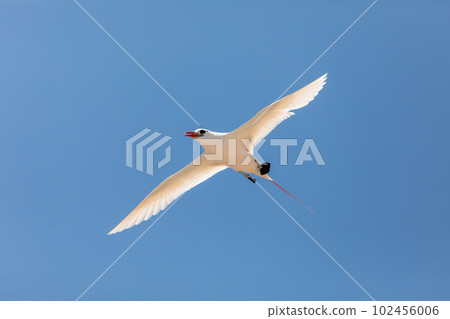 The red-tailed tropicbird, Phaethon rubricauda, Nosy Ve. Madagascar wildlife 102456006