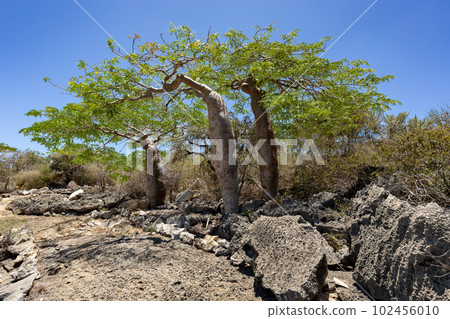 Tourist trail in Tsimanampetsotsa national park. Madagascar wilderness landscape. 102456010