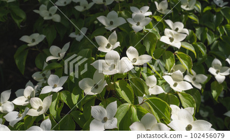 Pokeweed flower Pokeweed flower 102456079