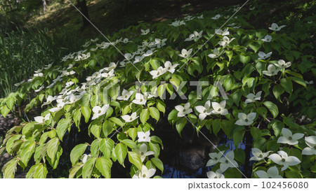 Pokeweed flower 102456080